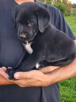 Ernie , a female Labrador Retriever for sale in Shreve, OH – 2 of 5