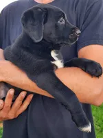 Sadie , a female Labrador Retriever for sale in Shreve, OH – 2 of 4
