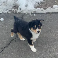 Marshall, a male Australian Shepherd for sale in Columbus, IN – Photo 1 of 6