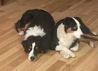 Marshall, a male Australian Shepherd for sale in Columbus, IN – Photo 6 of 6