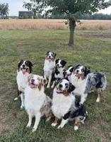 Marshall, a male Australian Shepherd for sale in Columbus, IN – Photo 5 of 6
