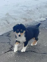 Marshall, a male Australian Shepherd for sale in Columbus, IN – Photo 2 of 6