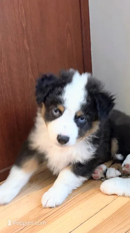Corbin – Australian Shepherd puppy for sale in Columbus, IN