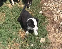 Cooper, a male Australian Shepherd for sale in Columbus, IN – 2 of 3