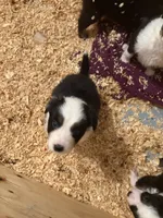 Colt, a male Australian Shepherd for sale in Columbus, IN – 3 of 4