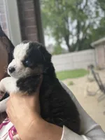 Claire, a female Australian Shepherd for sale in Columbus, IN – 3 of 4