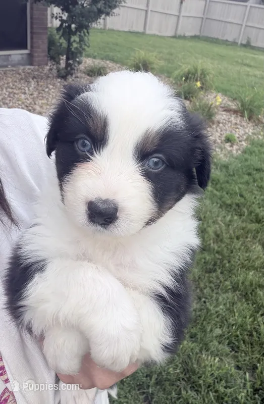 Colt – Australian Shepherd puppy for sale in Columbus, IN