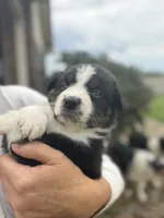 Jace, a male Australian Shepherd for sale in Columbus, IN – 2 of 4