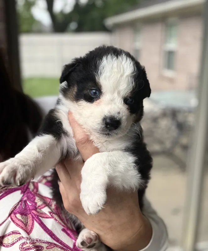 Claire – Australian Shepherd puppy for sale in Columbus, IN