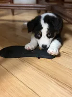 Cooper, a male Australian Shepherd for sale in Columbus, IN – 3 of 3