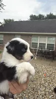 Colt, a male Australian Shepherd for sale in Columbus, IN – 4 of 4