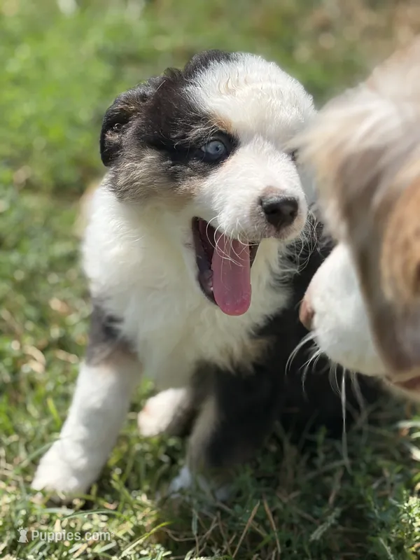 Tilly – Australian Shepherd puppy for sale in Columbus, IN
