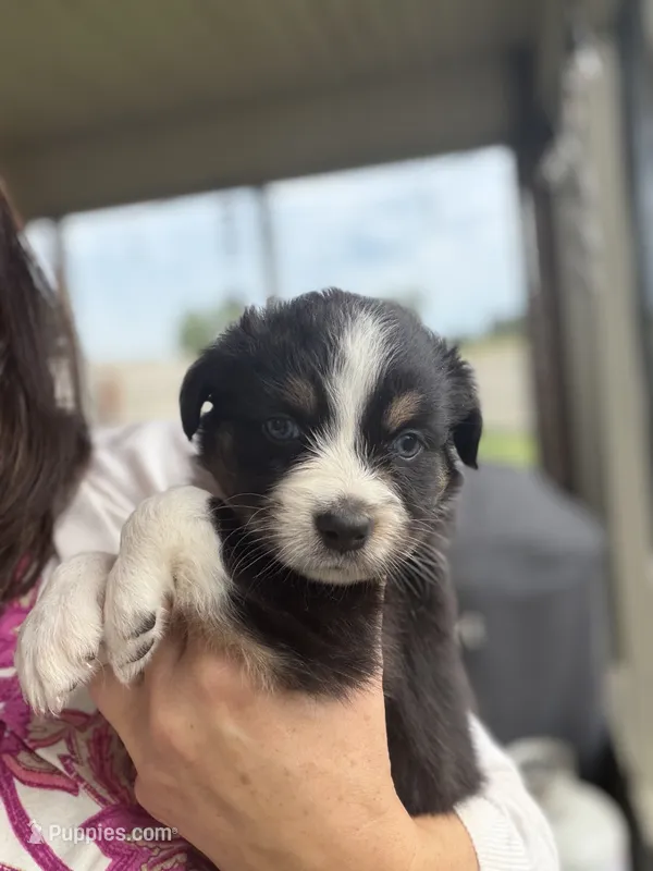 Remi – Australian Shepherd puppy for sale in Columbus, IN