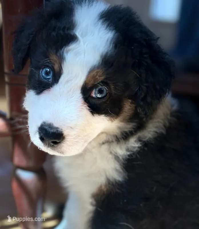 Ranger – Australian Shepherd puppy for sale in Columbus, IN