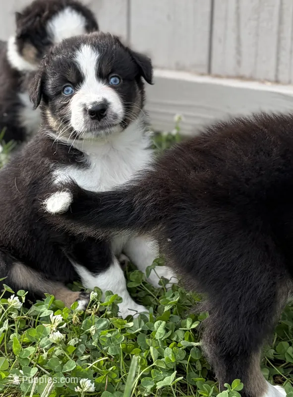 Jace – Australian Shepherd puppy for sale in Columbus, IN