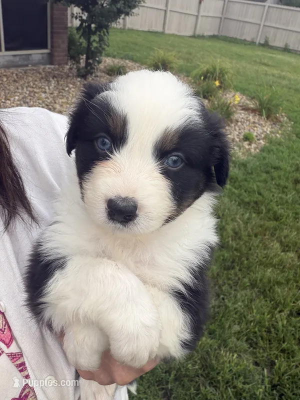 Colt – Australian Shepherd puppy for sale in Columbus, IN