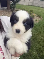 Colt, a male Australian Shepherd for sale in Columbus, IN – 1 of 4