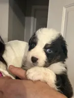 Scout, a male Australian Shepherd for sale in Columbus, IN – 3 of 3