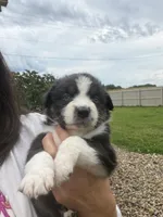 Jace, a male Australian Shepherd for sale in Columbus, IN – 4 of 4