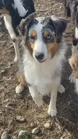 Skylar, a female Australian Shepherd for sale in Columbus, IN – Photo 2 of 7
