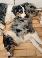 Skylar, a female Australian Shepherd for sale in Columbus, IN – Photo 6 of 7