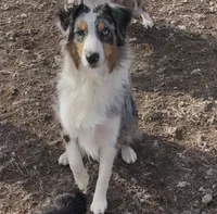 Skylar, a female Australian Shepherd for sale in Columbus, IN – Photo 1 of 7