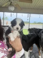 Ranger, a male Australian Shepherd for sale in Columbus, IN – 4 of 4