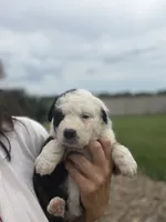 Tilly, a female Australian Shepherd for sale in Columbus, IN – 3 of 3