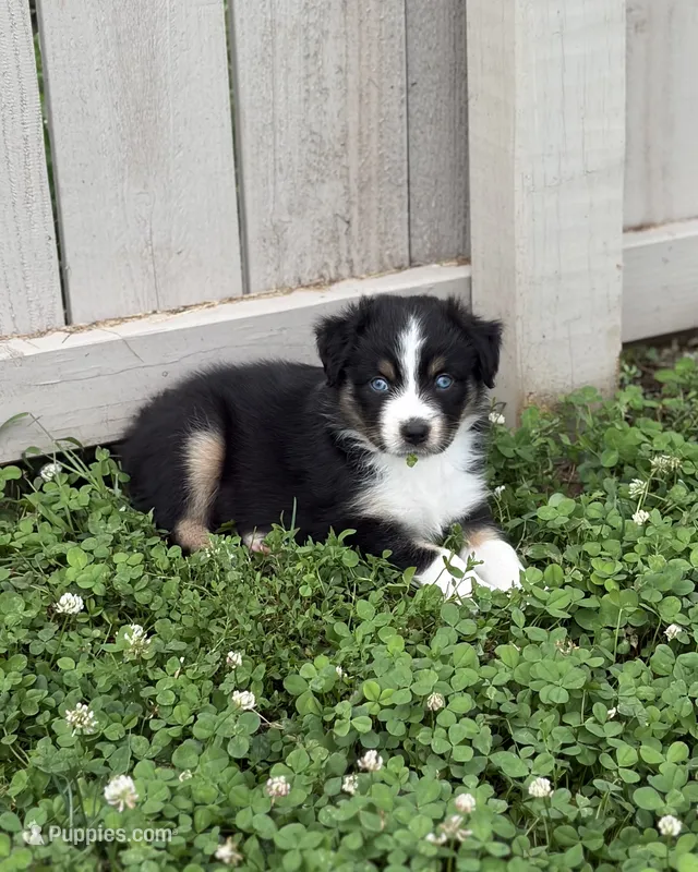 Remi – Australian Shepherd puppy for sale in Columbus, IN