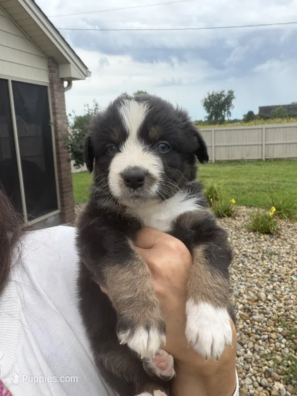 Finn – Australian Shepherd puppy for sale in Columbus, IN