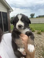 Finn, a male Australian Shepherd for sale in Columbus, IN – 1 of 1