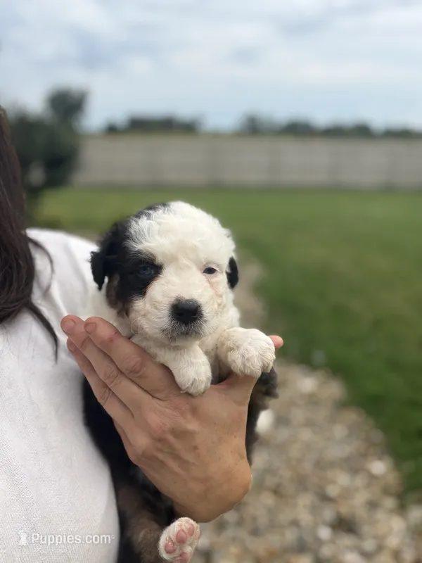 Tilly – Australian Shepherd puppy for sale in Columbus, IN