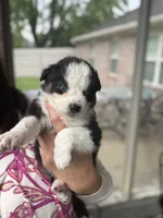 Claire, a female Australian Shepherd for sale in Columbus, IN – 4 of 4