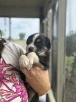 Remi, a female Australian Shepherd for sale in Columbus, IN – 2 of 2