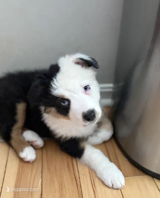 Tilly – Australian Shepherd puppy for sale in Columbus, IN