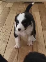 Colt, a male Australian Shepherd for sale in Columbus, IN – 2 of 4