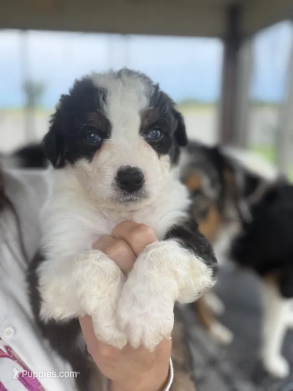 Ranger – Australian Shepherd puppy for sale in Columbus, IN