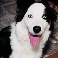 Maverick, a male Australian Shepherd for sale in Columbus, IN – 1 of 3