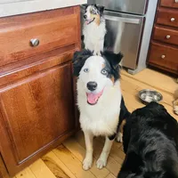 Maverick, a male Australian Shepherd for sale in Columbus, IN – 3 of 3