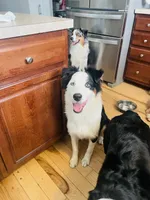 Maverick, a male Australian Shepherd for sale in Columbus, IN – Photo 3 of 3