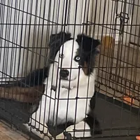Maverick, a male Australian Shepherd for sale in Columbus, IN – 2 of 3