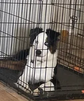 Maverick, a male Australian Shepherd for sale in Columbus, IN – Photo 2 of 3