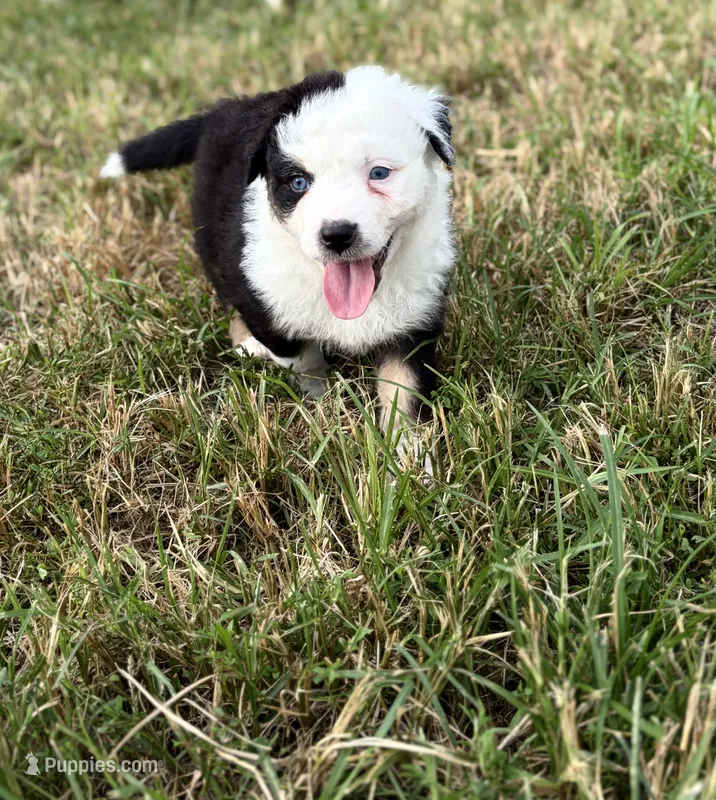 Tilly – Australian Shepherd puppy for sale in Columbus, IN