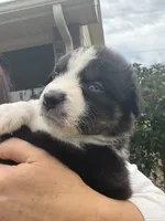 Jace, a male Australian Shepherd for sale in Columbus, IN – 3 of 4