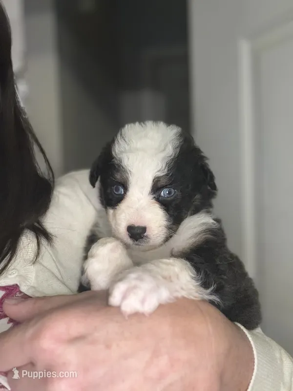 Scout – Australian Shepherd puppy for sale in Columbus, IN