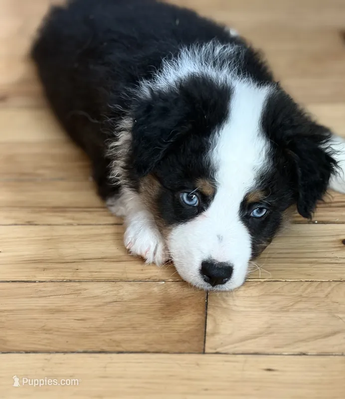 Corbin – Australian Shepherd puppy for sale in Columbus, IN