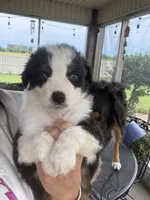 Ranger, a male Australian Shepherd for sale in Columbus, IN – 3 of 4