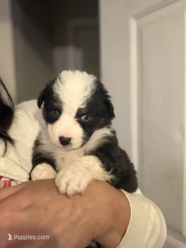 Scout – Australian Shepherd puppy for sale in Columbus, IN