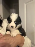 Scout, a male Australian Shepherd for sale in Columbus, IN – 1 of 3