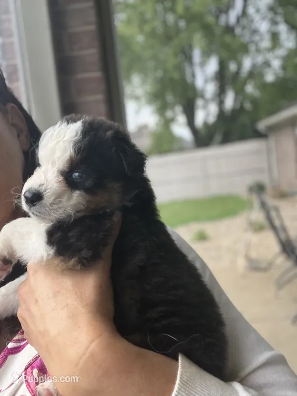 Claire – Australian Shepherd puppy for sale in Columbus, IN